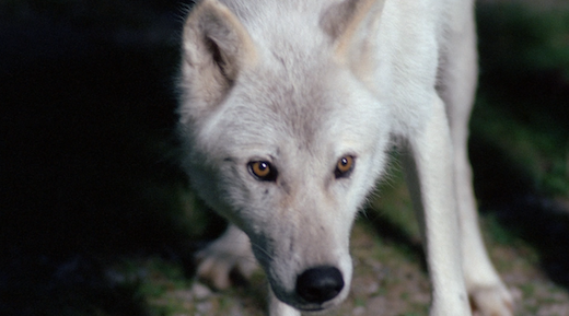 The wolf in Conduit 2