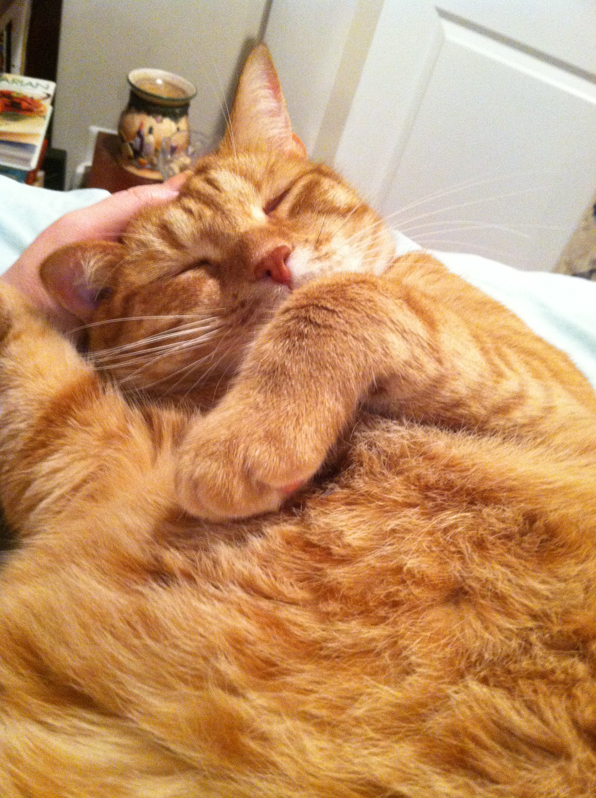A cat is shown relaxing with his eyes closed. 