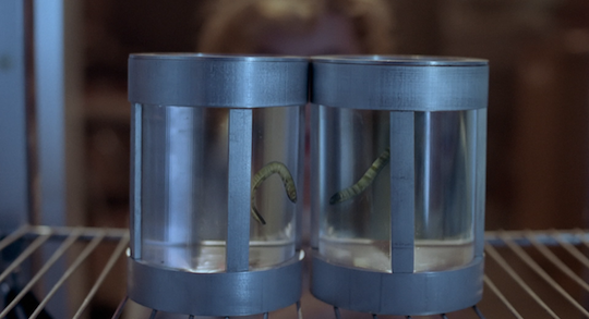 Two worms in glass jars attempt to attack each other.