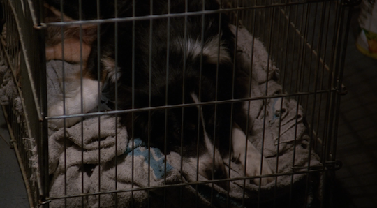 The dog from earlier in the episode lies peacefully in his crate.